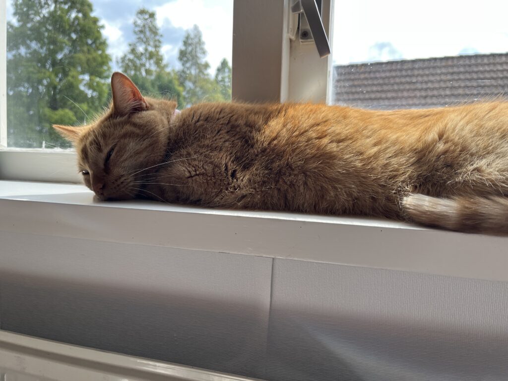 ludwig sleeping