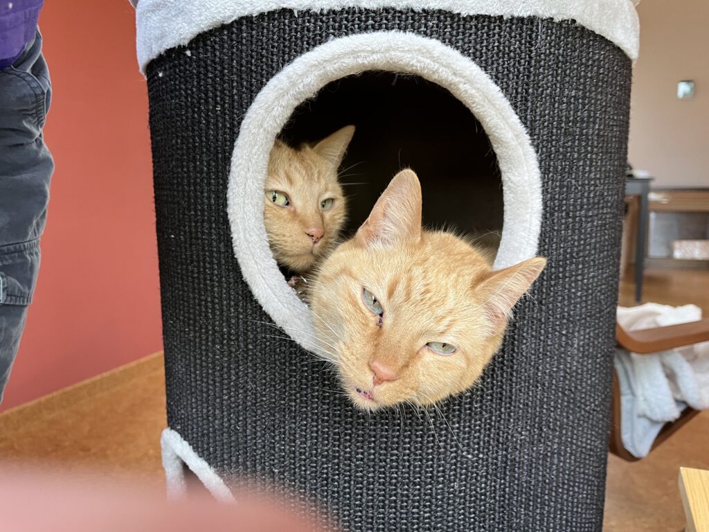Not Stephane from Katanga, but rather my cats chilling in their new cat tower